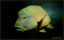 Poisson