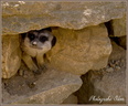 Suricate 