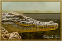 Alligator