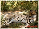 Guépard