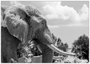 Eléphants 