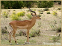Impala