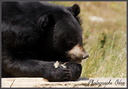 Ours du Tibet