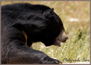 Ours du Tibet