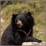 Ours du Tibet