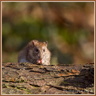 Rat