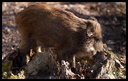 Sanglier 