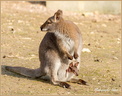 Wallaby