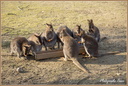Wallaby