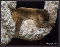 Paresseux Bébé