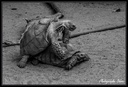 Tortues