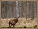 Biche