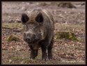 Sanglier