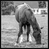 Cheval