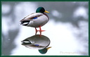 Canard Colvert