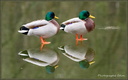 Binôme Canards Colvert