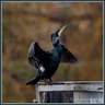 Cormoran