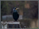 Cormoran