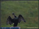 Cormoran