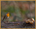 Rouge-Gorge