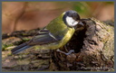 Mésange bleue