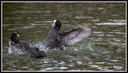 Combat de Foulques