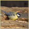 Mésange charbonniere