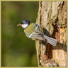 Mésange charbonniere