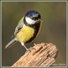 Mésange 