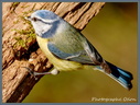 Mésange 