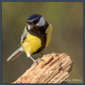 Mésange 
