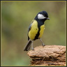 Mésange charbonniere