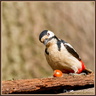 Pic epeiche