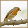 Rouge-gorge