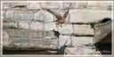 Faucon crécerelle