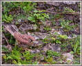 Faucon crécerelle