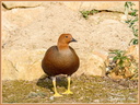 Oiseau