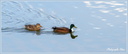 Couple de Colver