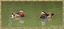 0169 Canards Mandarin