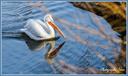 Pelican