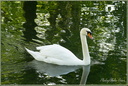 0170 Cygne