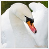 0171 Cygne