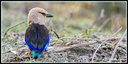Rollier a ventre bleu