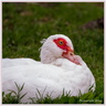 Canard de barbarie 