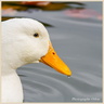 0177 Canard