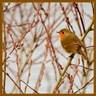 Rouge-gorge