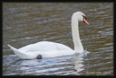 Cygne