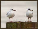Mouette tridactyle