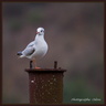 Mouette tridactyle