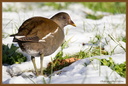 Poule d-eau